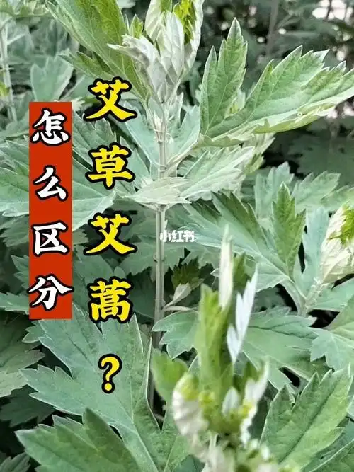 你知道怎么区分真假艾草和艾蒿吗?