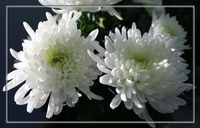 梅吐玉容含孝意 下联:柳拖金色动哀情 深切悼念三舅和舅母,祝两位亲人