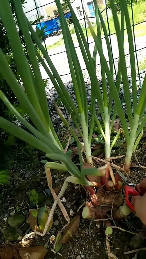 洋葱长出来的葱能吃吗?