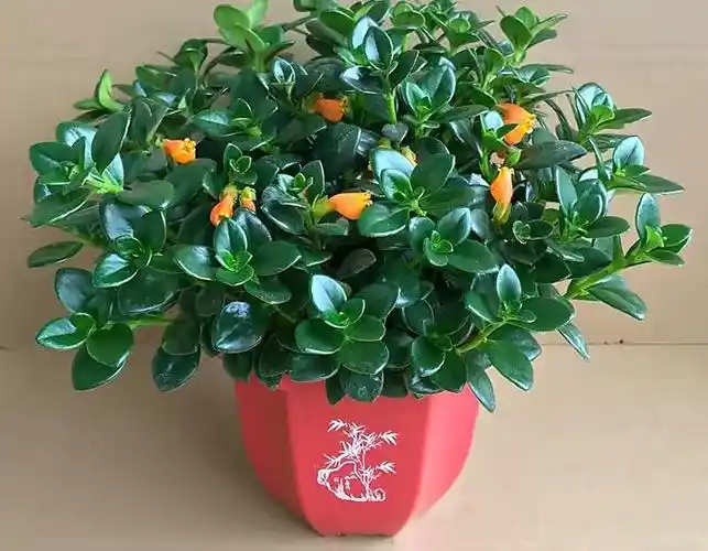 金心吊兰怎么养(养金鱼吊兰,只要做到"3步",四季开花,花朵美丽叶子油