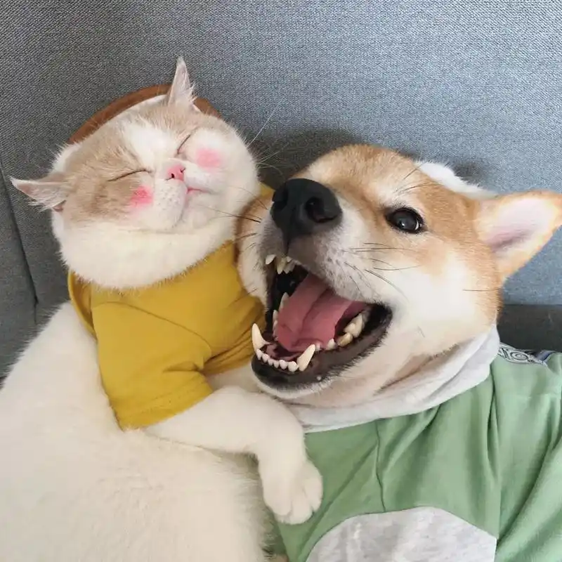 一眼心动的微信头像#柴犬 #动物的迷惑行为 #治愈猫咪 - 抖音