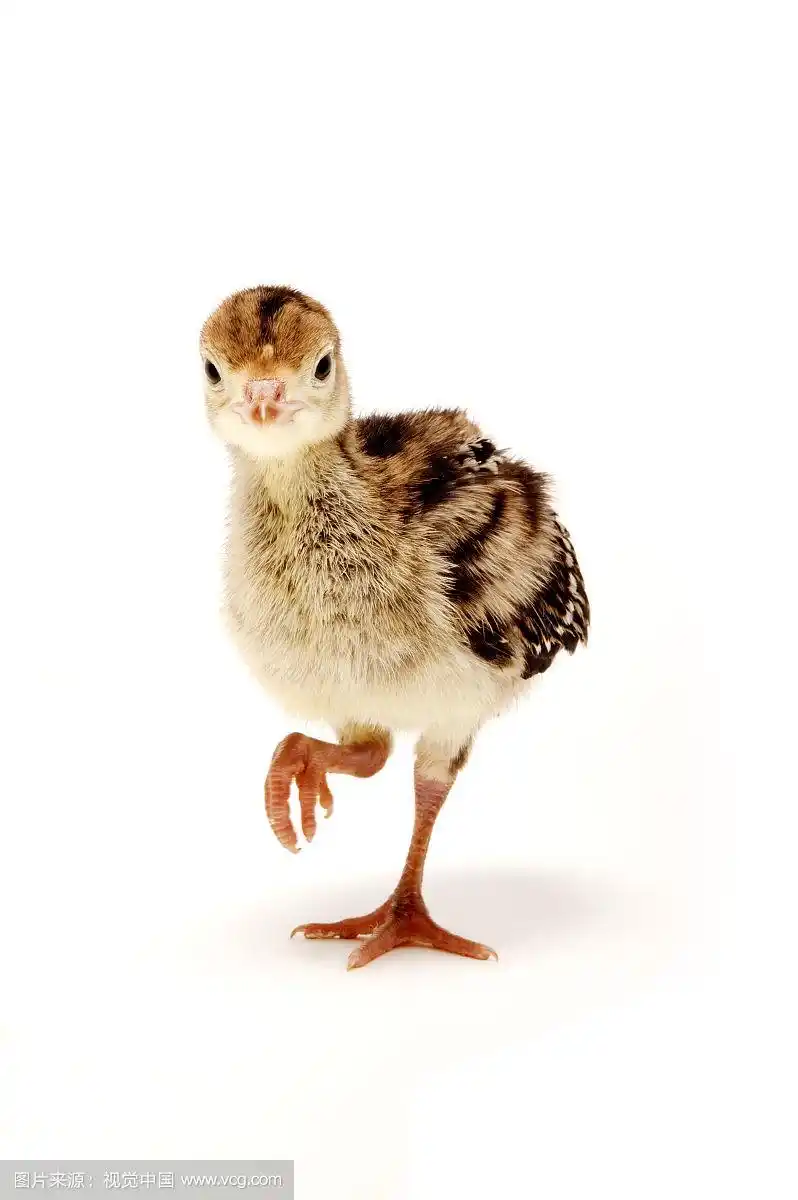 小火鸡,动物