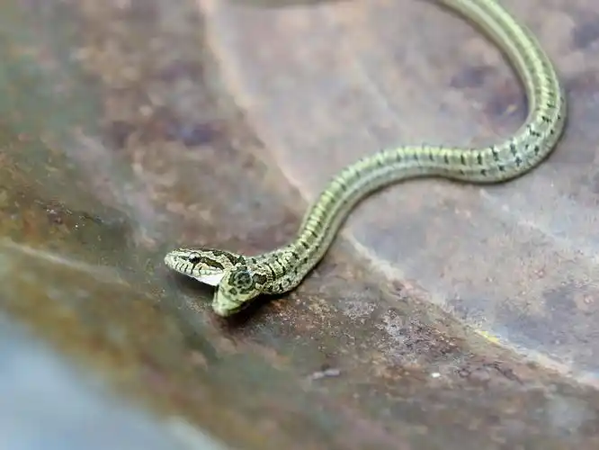 直击|河南洛阳农户家发现双头蛇,专家称疑似基因突变