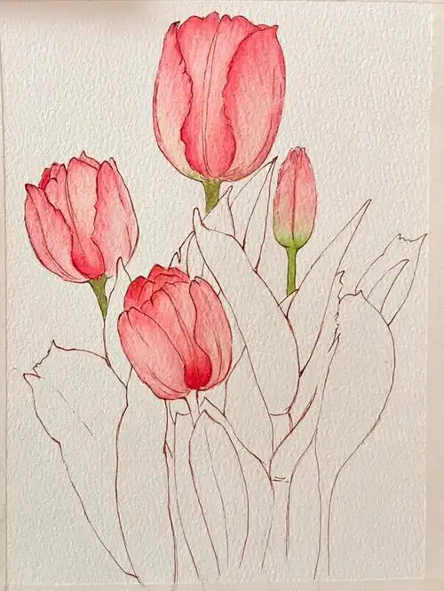 临摹水彩郁金香🌷
