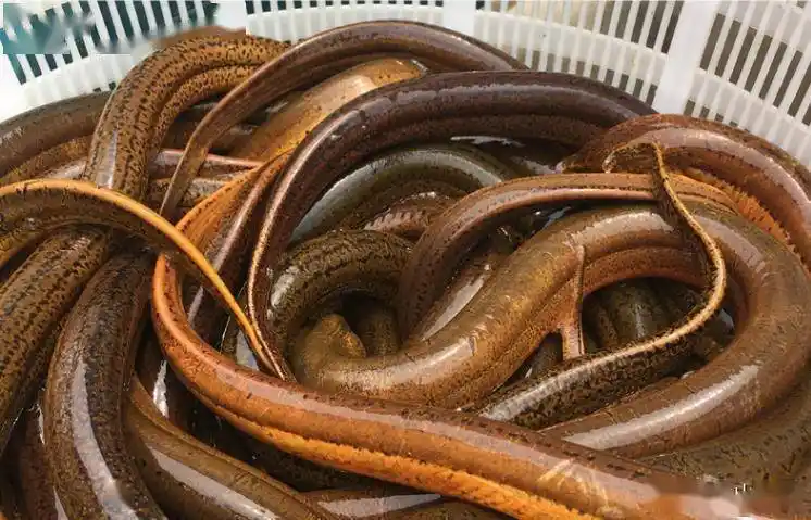 高温季节黄鳝养殖管理技巧