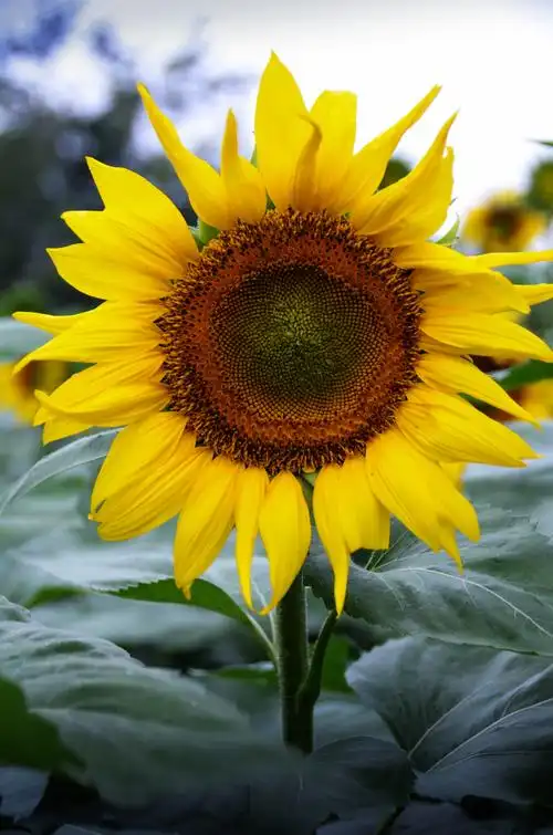 雨中的向日葵首发
