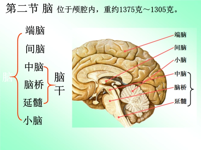 b,(1脑干讲课课件.ppt