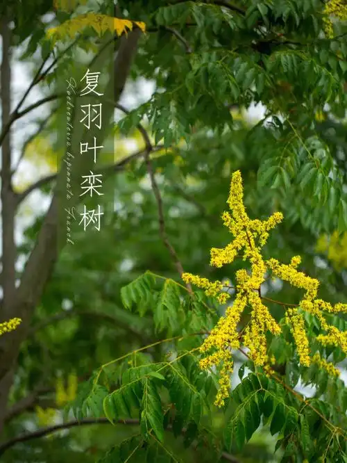 复羽叶栾树写生集九月的植物