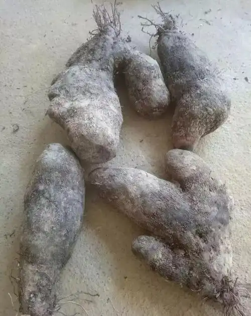 外形像红薯表皮深褐色果肉紫红带粘液像山药谁知道叫什么