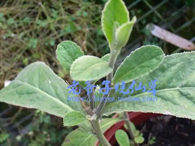 福建泉州安溪民间草药 养胃健脾清热泻火 过饥草 土丁桂 白毛将军