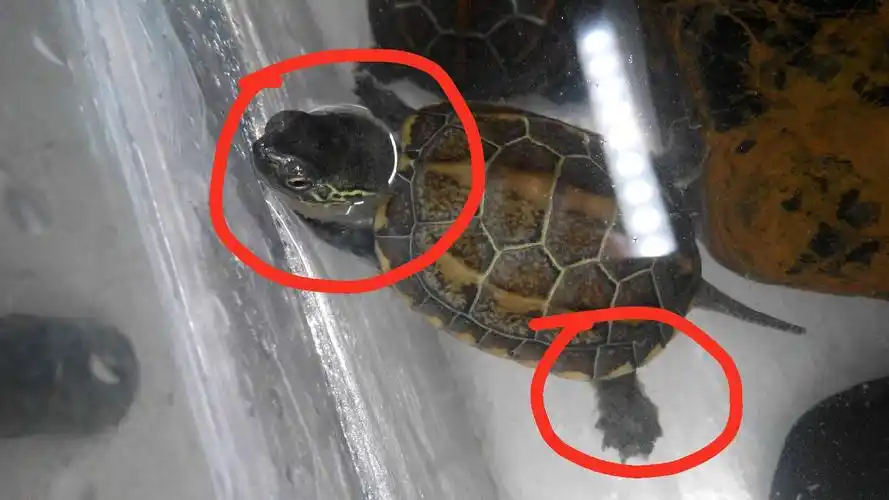 草龟颈腿部都有白絮状是什么原因啊?急急急!