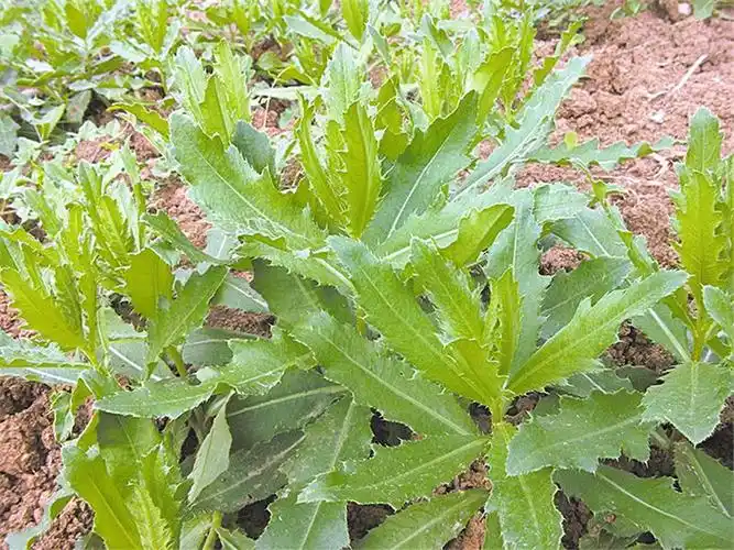 农村常见却叫不上名字的杂草植物小蓟:又名青青菜