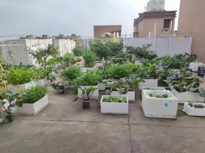 楼顶菜园