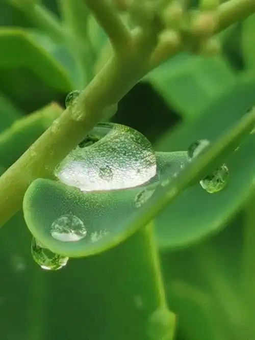 雨后的露水与蜜蜂