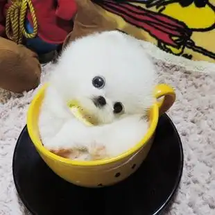 小茶杯狗