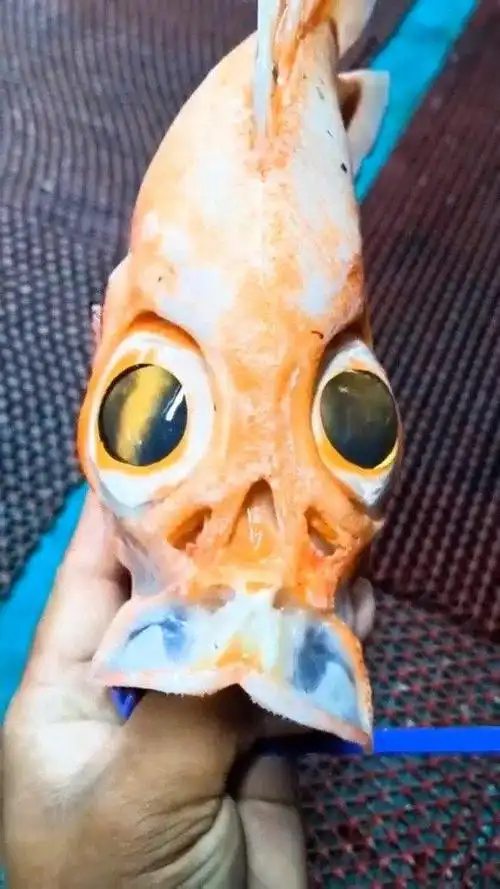 这是一种鱼类,学名大眼鲷,被称为刺身之王的鱼!