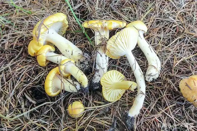 松树下1种美味,常误认为含毒,殊不知食用价值高,请别忽视