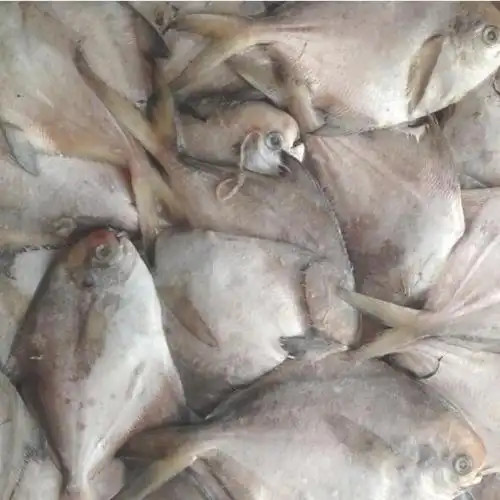 供应冷冻小鲳鱼 粗加工冷冻水产品 直供烧烤自助酒店