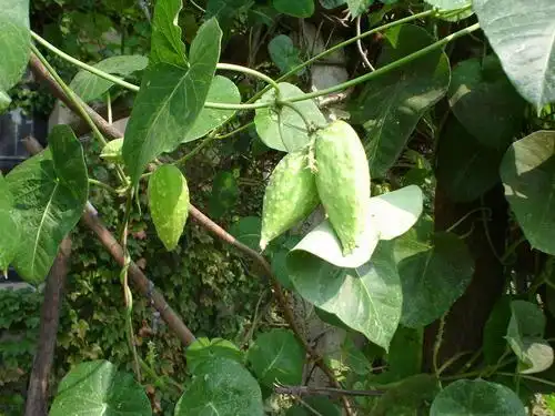 白首乌和何首乌的区别