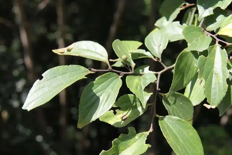 庆元植物1267榆科朴属紫弹树