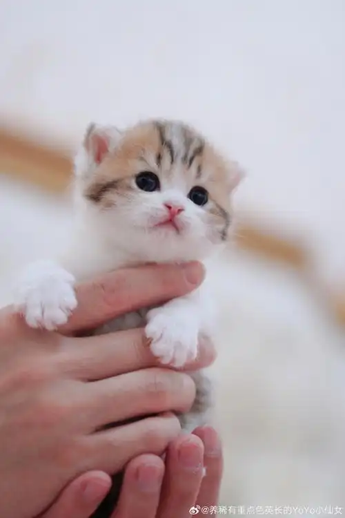 小奶猫##棕虎斑加白英短