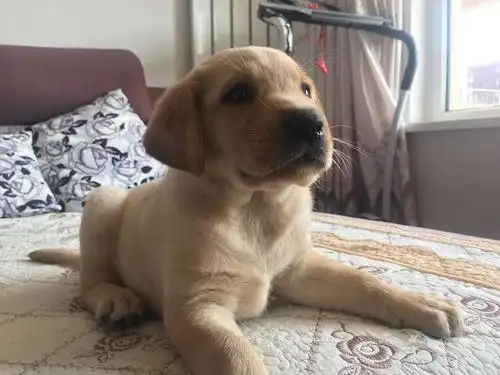 两个月单血统拉布拉多,有喜欢的么?