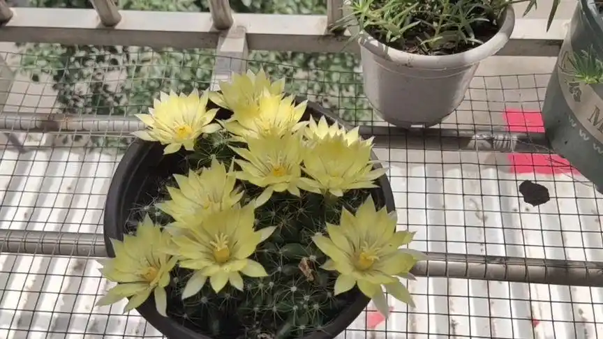 金星开了十朵花,十全十美!