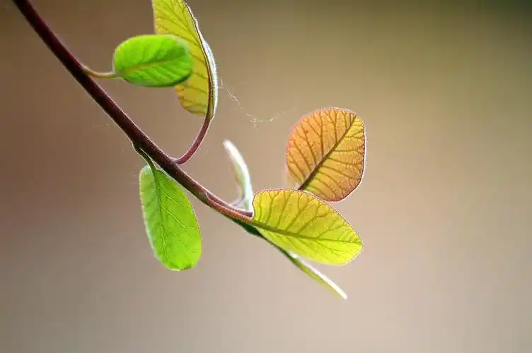 黄栌· 新叶 · 春天的色彩