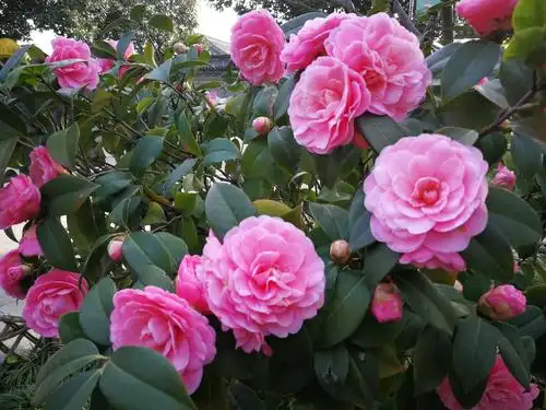 第十九届山茶花展掠影