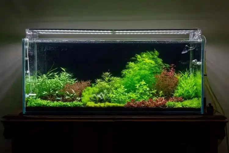 本色水景 | 120cm荷兰景草缸教程,请查收!水草缸造景学习培训