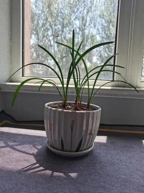 紫根兰风雨兰石蒜几年不开花