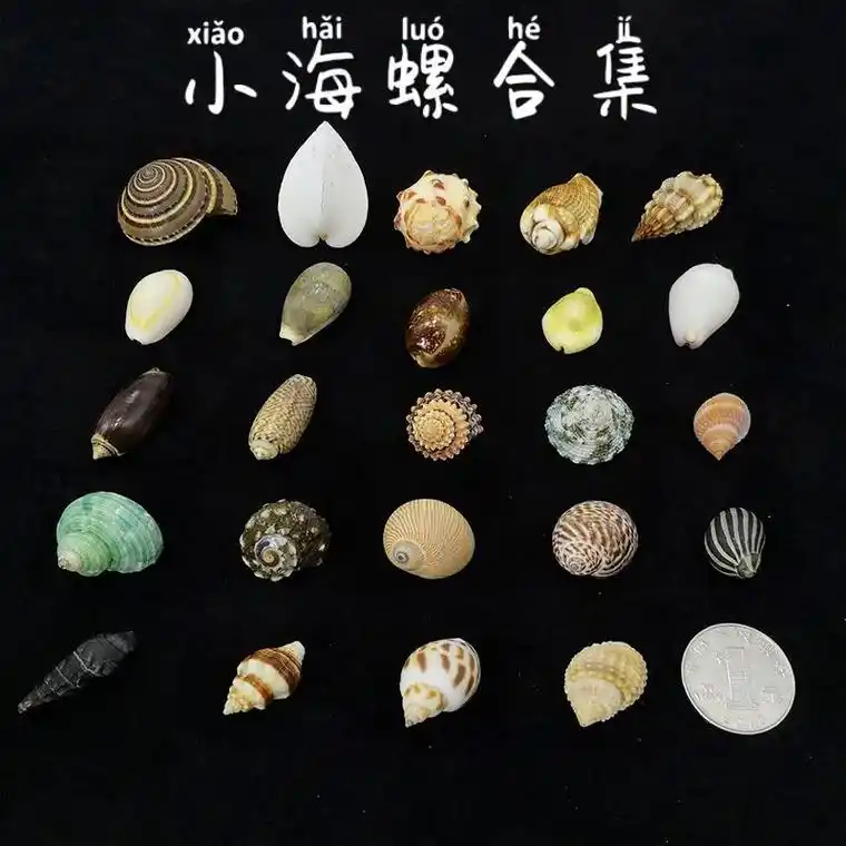 迷你小海螺 #小海螺#收藏#科普#海螺贝壳#迷你 - 抖音