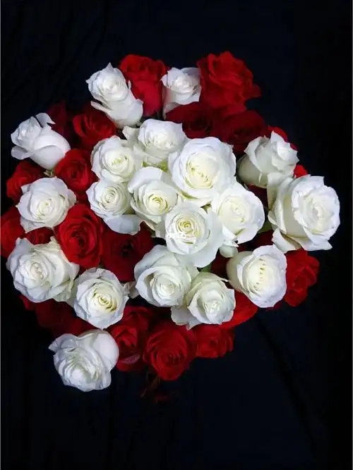 红玫瑰与白玫瑰