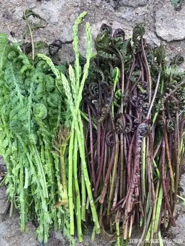 猴腿儿和广东菜