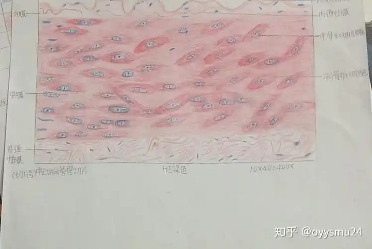有一部分看不大清所以画得也不是很好感受神经末梢环层小体心肌细胞