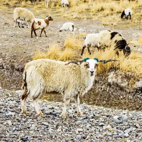 新疆羊群大揭秘:五花八门的羊品种与特色,你知道几个?