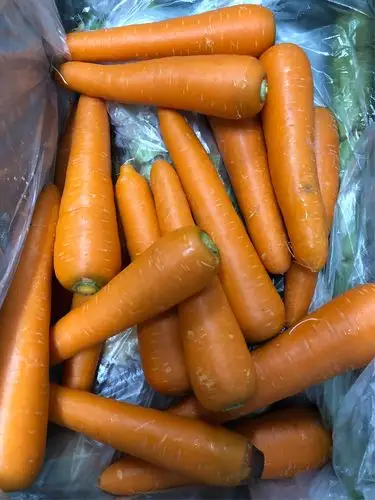 市政府l广胡萝卜