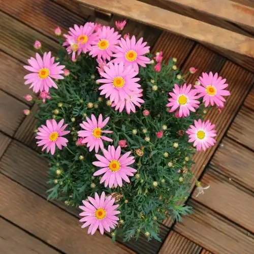 玛格丽特花苗盆栽庭院阳台花卉植物糖果木春菊花家庭园艺种子