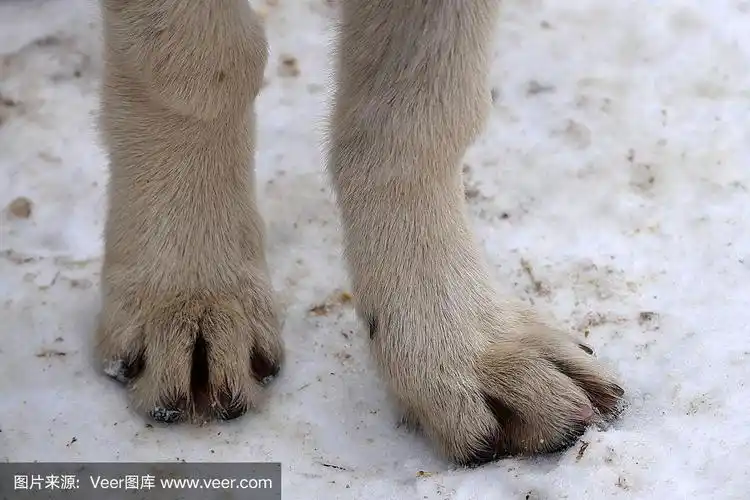 狗,足,爪子,特写,动物背脊