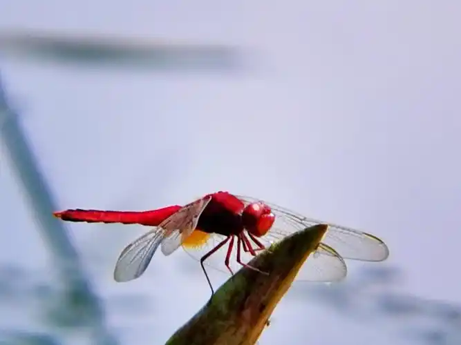 《蜻蜓世界》 摄影作者 孔令洁朵