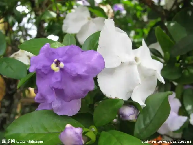 鸳鸯茉莉花图片