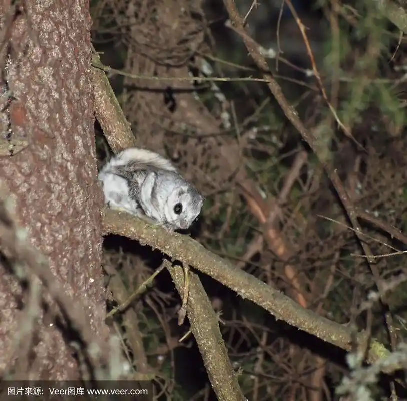 非常等级的动物-鼯鼠(翼鼠)
