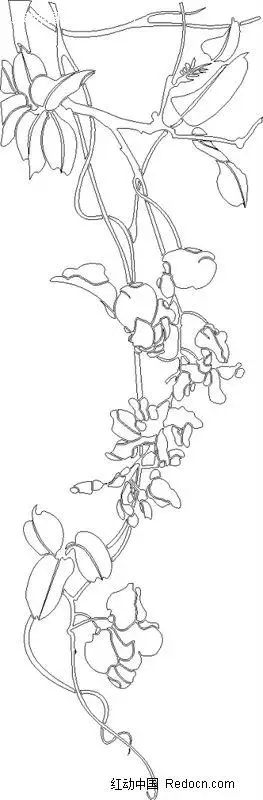 缠绕在树枝上的藤蔓线描图