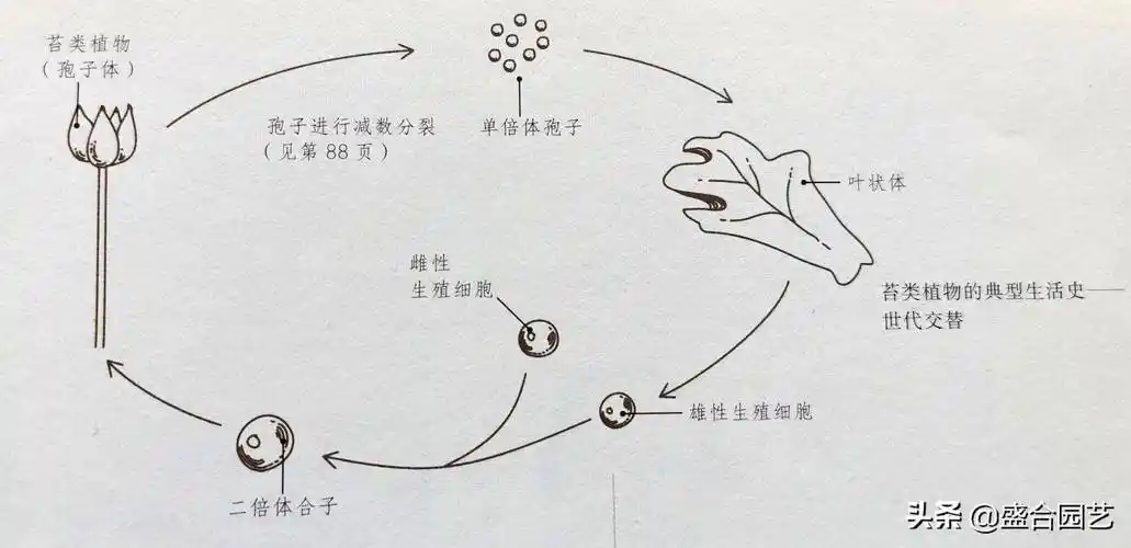 苔藓植物有哪些(常见的10种裸子植物)_环球信息网
