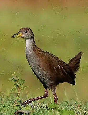 红脚苦恶鸟指名亚种
