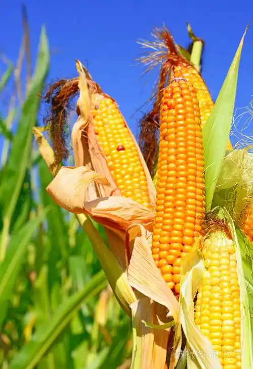 熟玉米的乡村景观