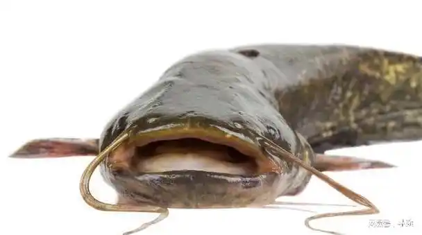 10大好吃淡水鱼排名鲫鱼草鱼胖头鱼无缘榜单