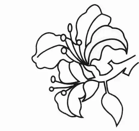 香港紫荆花简笔画