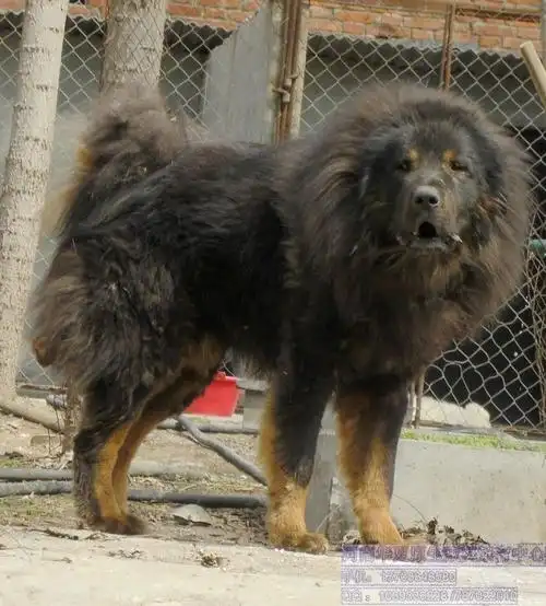 p>原生藏獒又称原生獒,一般泛指直接从青海,甘肃等牧区直接下来的