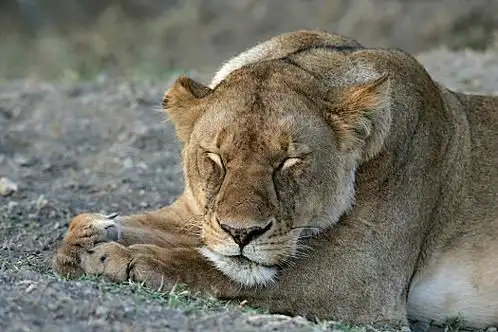 狮子图片_狮子图片大全_狮子图片素材